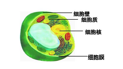 细胞器之间的分工合作ppt课件