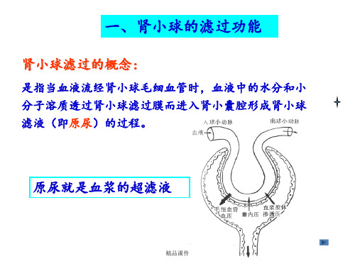 肾小球滤过功能