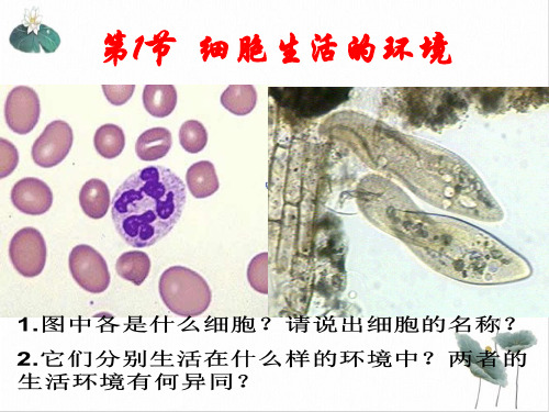 细胞生活的环境PPT课件(原文)高中生物必修