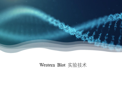 Western  Blot 实验技术操作及注意事项,实验准备,样品制备,实验技巧