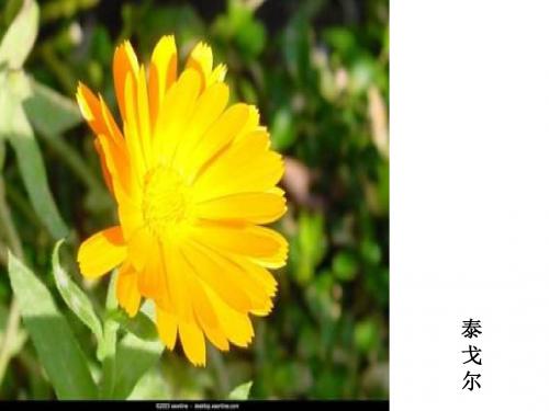 初中语文《金色花》(共12张)ppt73