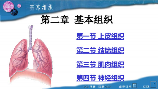 畜禽解剖生理2基本组织