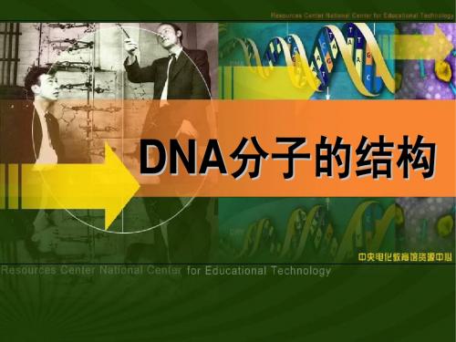 DNA分子的结构