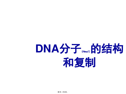 DNA分子的结构和复制及相关计算(共40张)