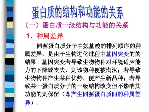 蛋白质结构与功能的关系