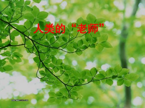 四年级语文上册第三单元人类的“老师”PPT课件4湘教版