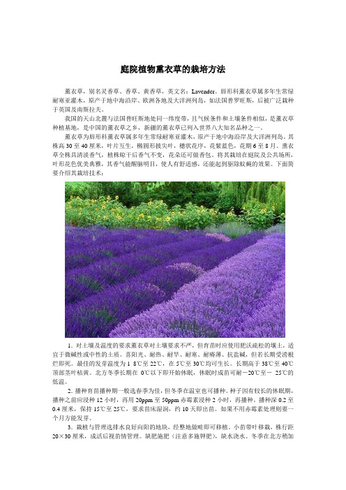 庭院植物熏衣草的栽培方法