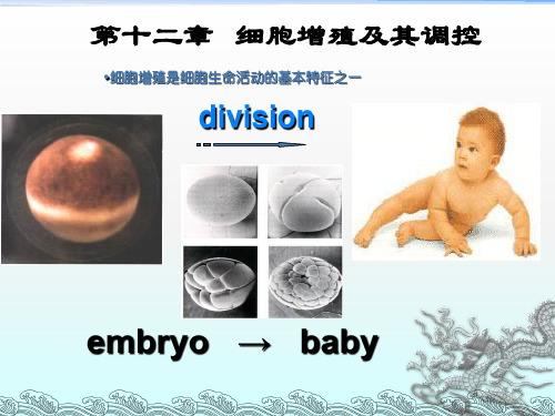 细胞增殖及其调控 (2)