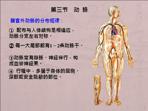 脉管系统动脉课件