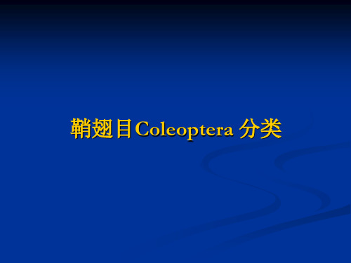 第08 专题 鞘翅目Coleoptera经典分科