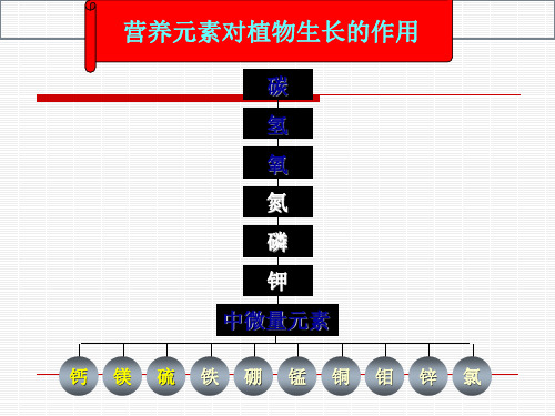 植物营养元素全面介绍