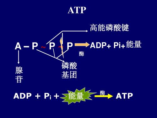 人教版教学课件新课标人教版课件：细胞呼吸