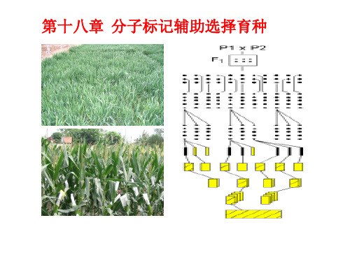 第十八章 分子标记辅助选择育种