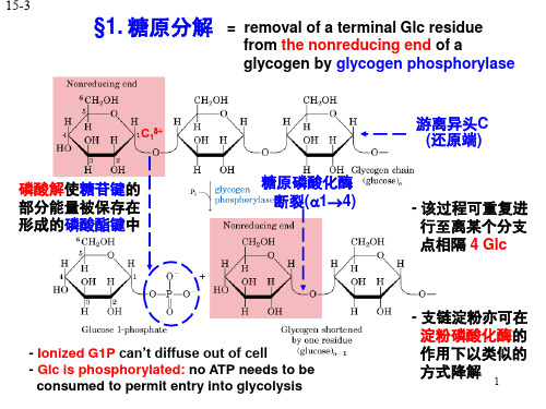 糖原代谢及其调控