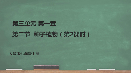 种子植物(第二课时)课件2023-2024学年人教版生物七年级上册