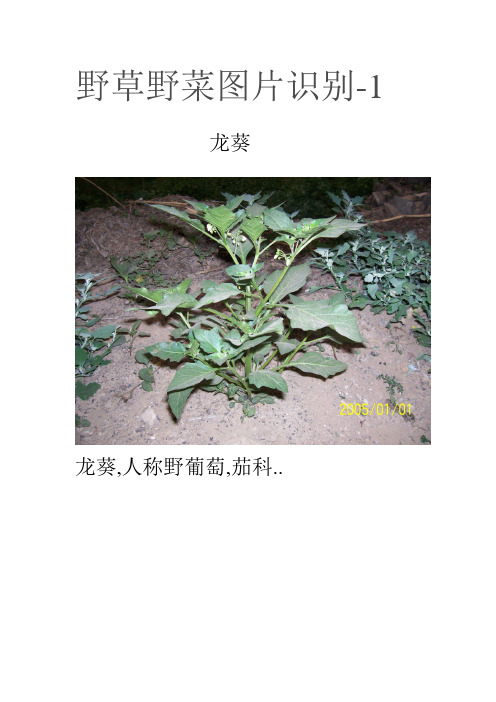 野草野菜图片识