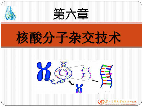 【分子诊断学】_核酸分子杂交技术和生物芯片技术