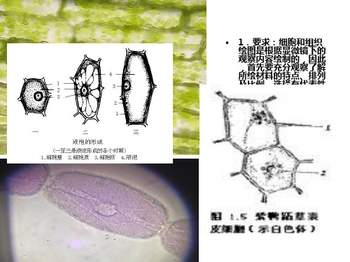 叶绿体的分离及荧光观察