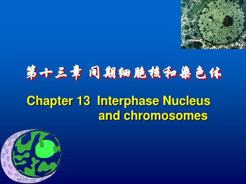 (完整版)中国海洋大学细胞生物学课件13间期细胞核01