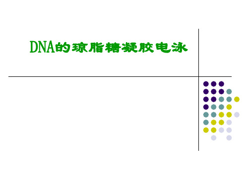 DNA的琼脂糖凝胶电泳