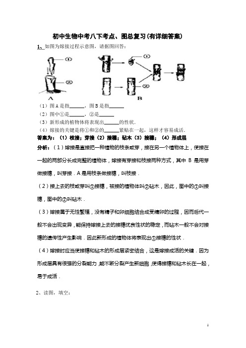 初中生物中考八下考点、图总复习(有详细答案)