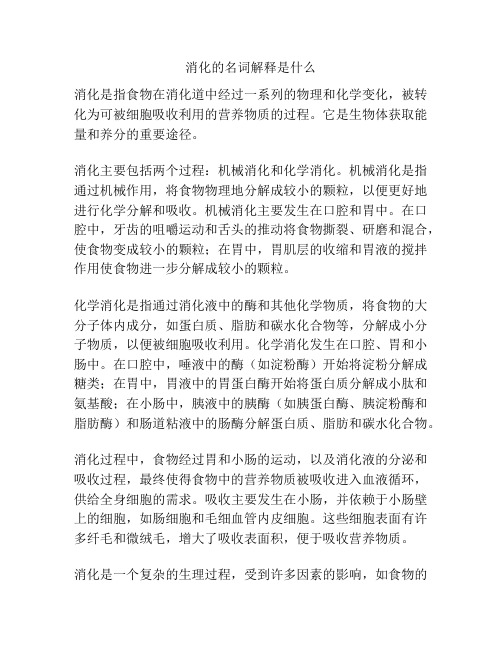 消化的名词解释是什么