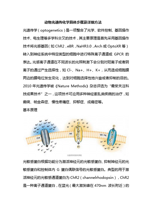 动物光遗传化学具体步骤及详细方法