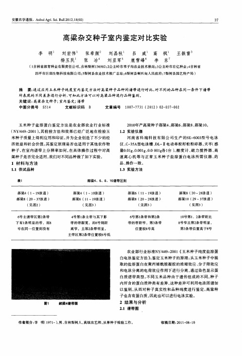 高粱杂交种子室内鉴定对比实验