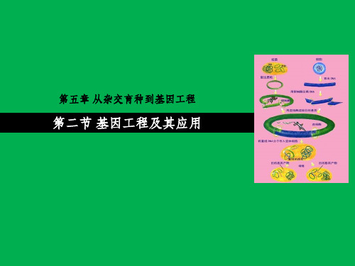 基因工程及其应用(公开课)省公开课获奖课件说课比赛一等奖课件