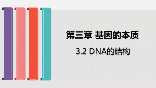 人教版新教材《DNA的结构》优质课件1