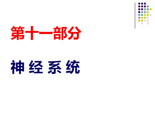 解剖生理学神经系统课件