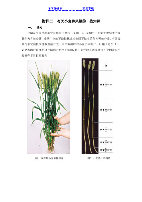 全国研究生数学建模竞赛C题二有关小麦和风级的一些知识