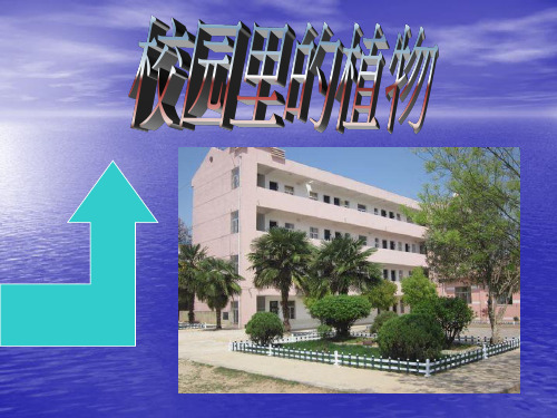 【教科版】校园里的植物名师课件1