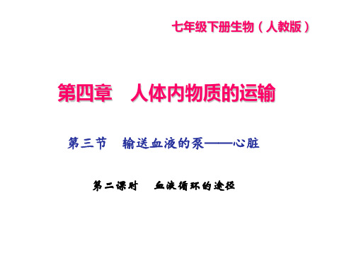 第三节 输送血液的泵——心脏 第二课时 血液循环的途径