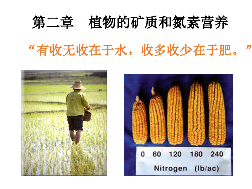 植物生理学002 植物的矿质与氮素营养1