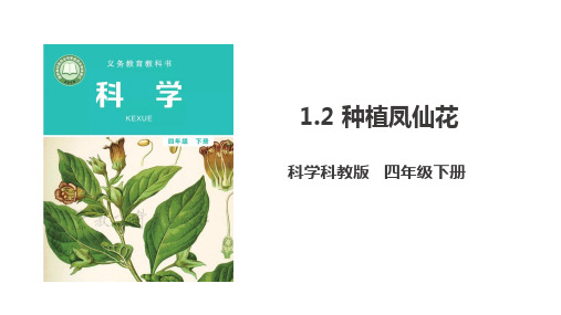 新版教科版四年级下册科学1.2《种植凤仙花》PPT课件(34页)