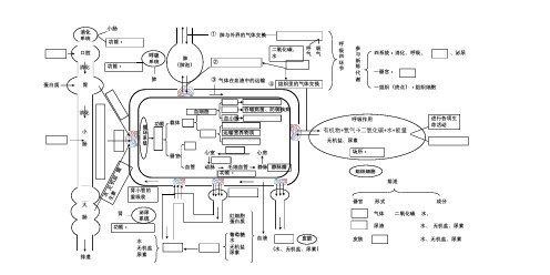 八年级生物学业水平考试生物复习《新陈代谢》的思维导图