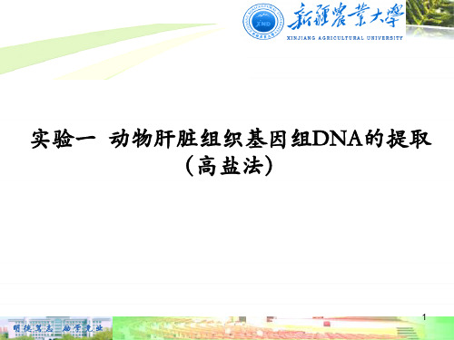 实验一 动物肝脏组织中基因组DNA提取和鉴定-精