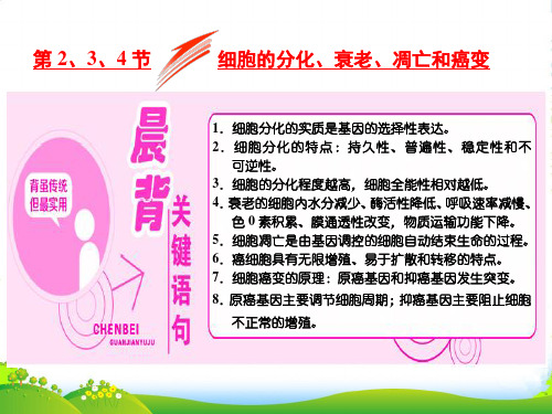 人教版生物必修1课件：第6章 第2、3、4节 细胞的分化、衰老、凋亡和癌变