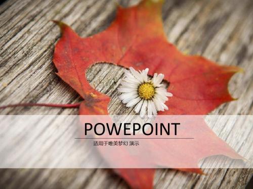清新枫叶温馨精美ppt模板
