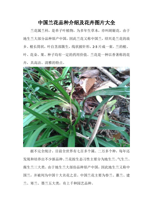 中国兰花品种介绍及花卉图片大全