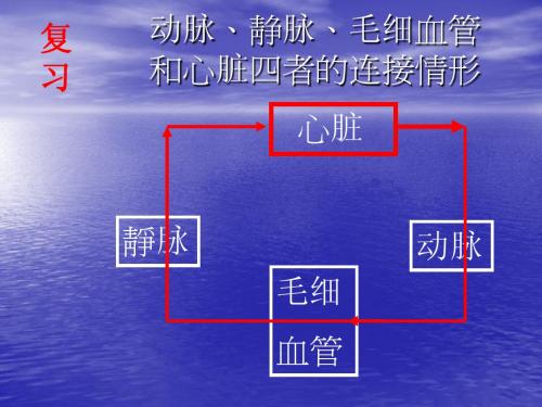 15   人体内物质的运输【1】 心脏 (2)