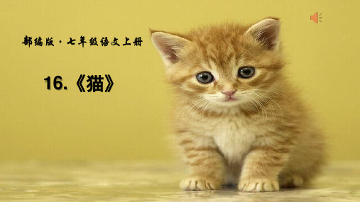 七年级语文《猫》课件