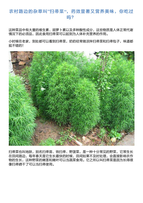 农村路边的杂草叫”扫帚菜“,药效显著又营养美味,你吃过吗？