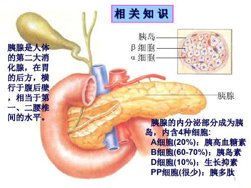 药理学胰岛素及口服降糖药ppt课件