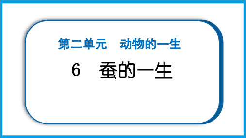 新教科版三年级下册科学 2-6 蚕的一生 重点题型练习课件