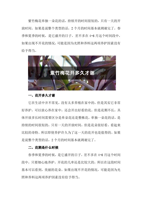 紫竹梅花期是什么时候,花开多久才谢