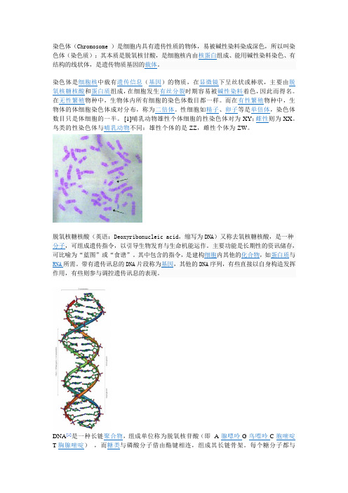 遗传算法中的染色体基础知识