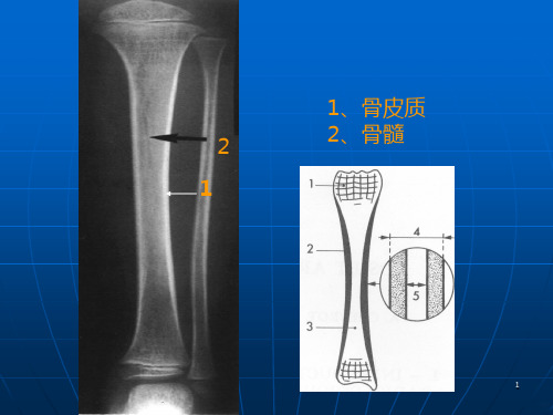 骨骼肌肉系统PPT课件