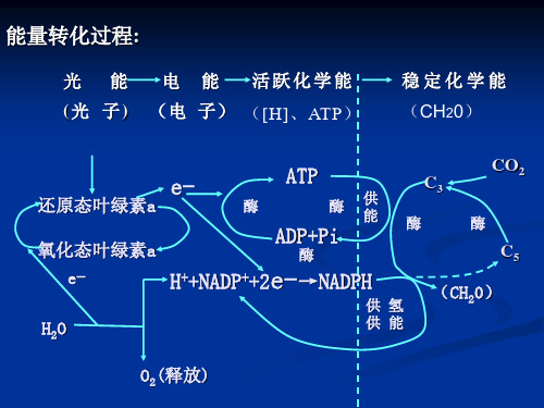 影响光合作用的因素及其生产实践运用